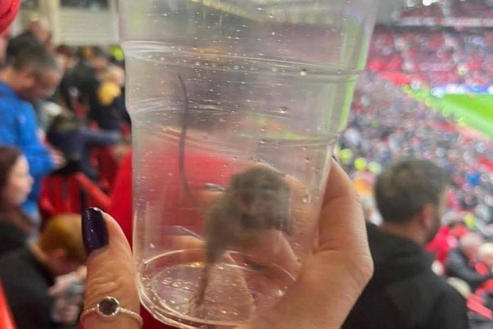 不愧是黑猫!桑德兰女球迷在曼联主场抓到一只活老鼠 不愧是黑猫!桑德兰女球迷在曼联主场抓到一只活老鼠